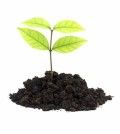 a new beginning of a plant