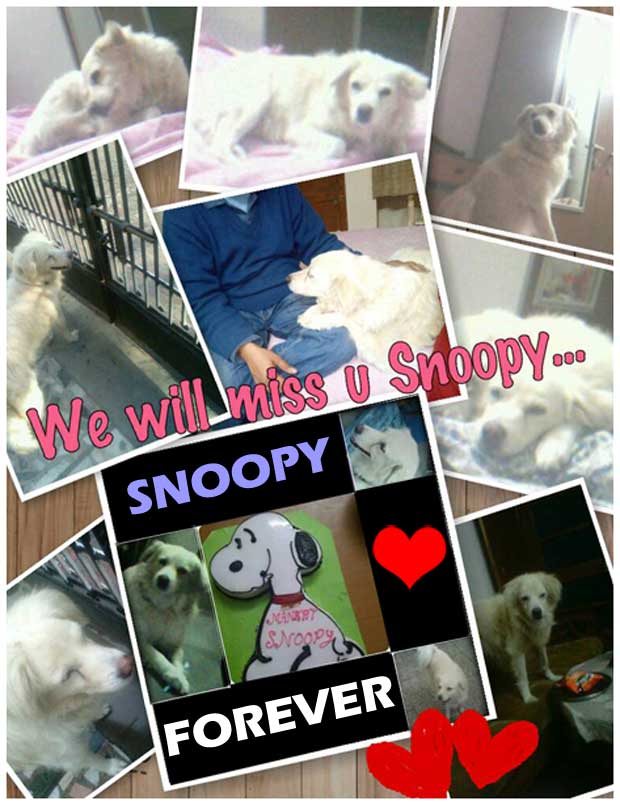 Pictures of our dog Snoopy who died