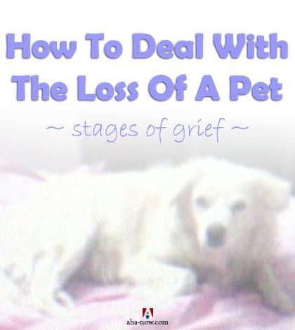 How to deal with the loss of a pet