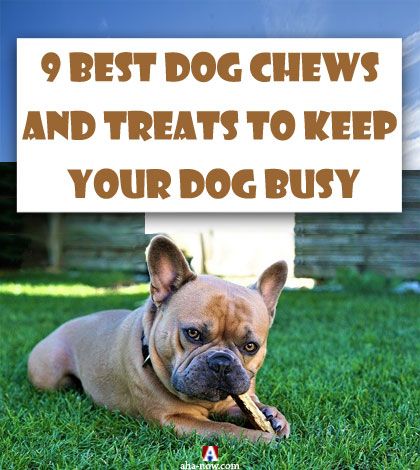 A dog busy with a dog chew toy sitting in garden