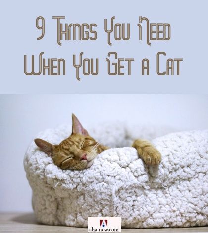 Brown pet cat sleeping on a white kitty bed