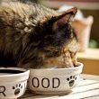 Cat eating its diet of food and nutrition in a bowl