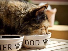 Cat eating its diet of food and nutrition in a bowl