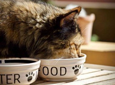 Cat eating its diet of food and nutrition in a bowl