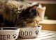 Cat eating its diet of food and nutrition in a bowl