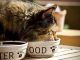 Cat eating its diet of food and nutrition in a bowl