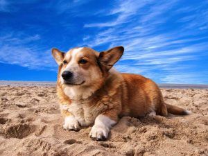 Dog sitting on sand under a blue sky