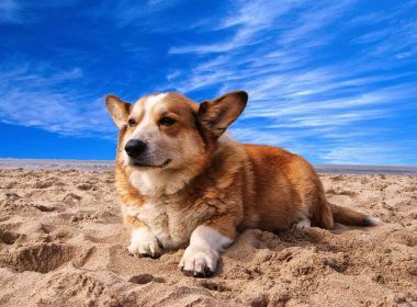 Dog sitting on sand under a blue sky