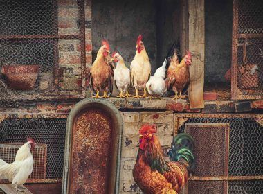 Roosters in a poultry farm