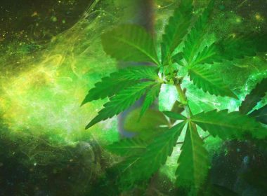 A marijuana plants with green light background
