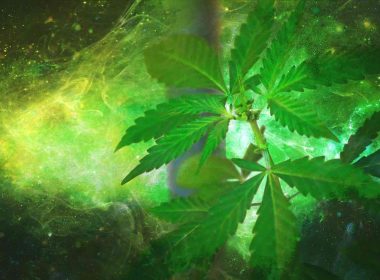 A marijuana plants with green light background