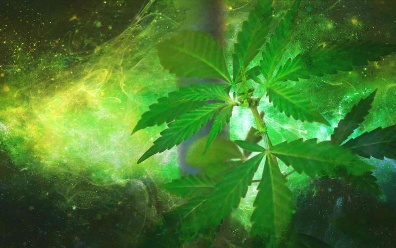 A marijuana plants with green light background